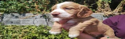 Cocker Spaniel dogs for sale: Beautiful Cocker Spaniel Puppies – 1 Boy, 2 Girls. in Northampton - Advert 3
