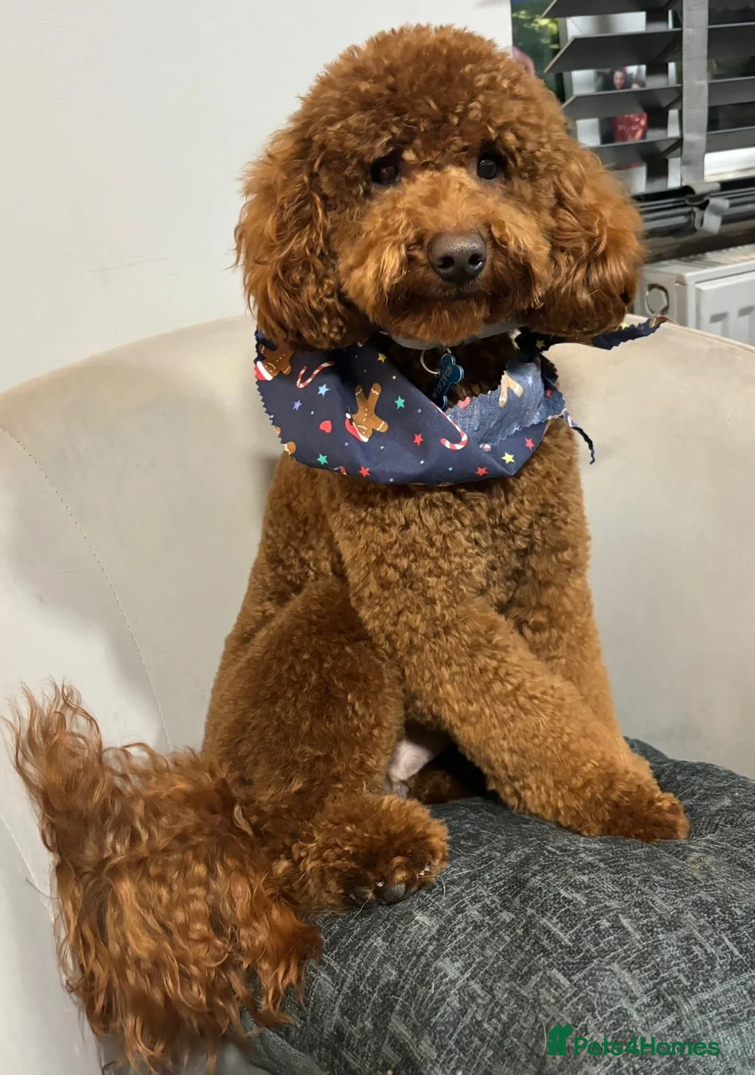 Miniature Poodle dogs for sale: Miniature poodle puppies.  - Advert 7