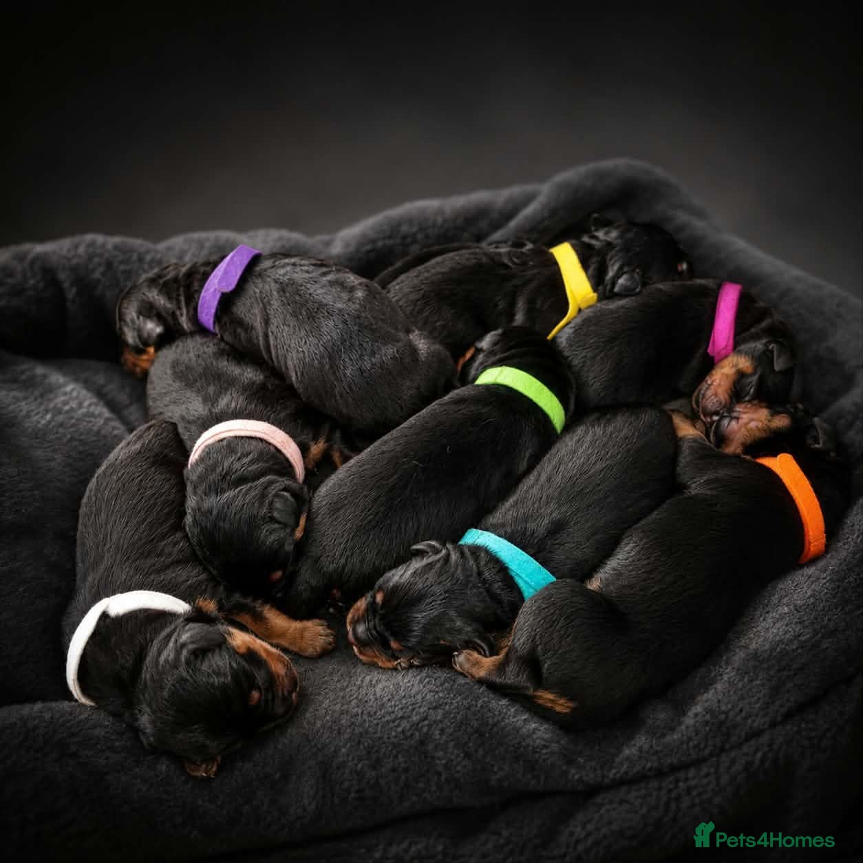 Rottweiler dogs Beautiful Chunky Rottweiler Puppies for Sale - Advert 3