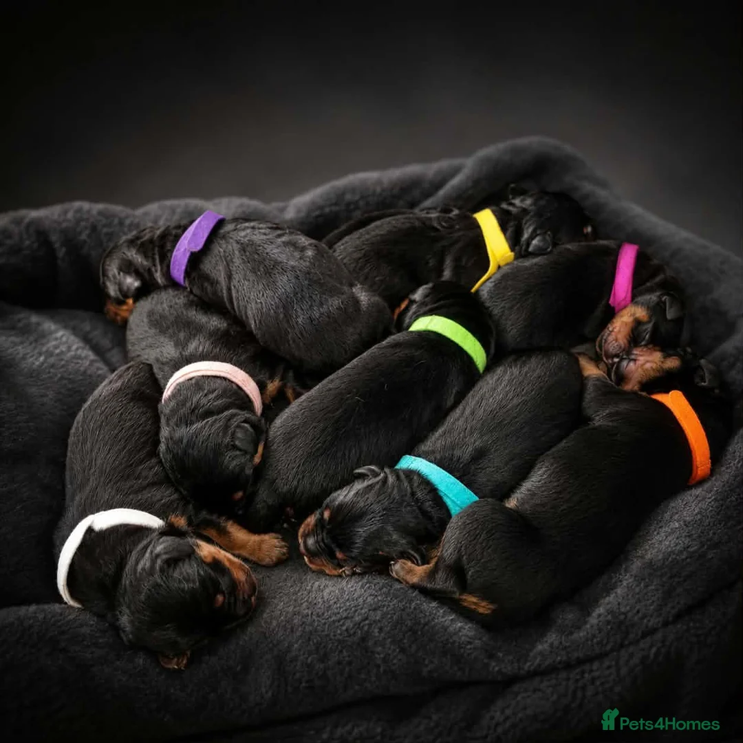 Rottweiler dogs for sale: Beautiful Chunky Rottweiler Puppies for Sale - Advert 1
