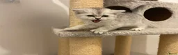 Scottish Fold cats for sale: Adorable Scottish Fold Kittens for Sale  - Advert 30
