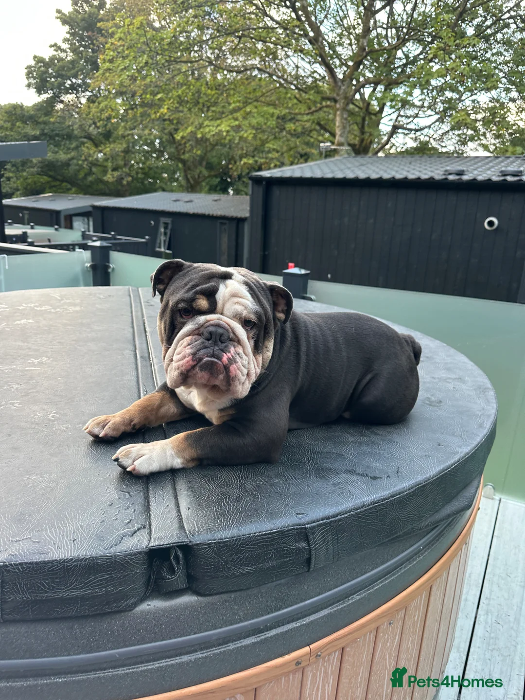 English Bulldog dogs for stud: Stud - English bulldog  - Advert 7