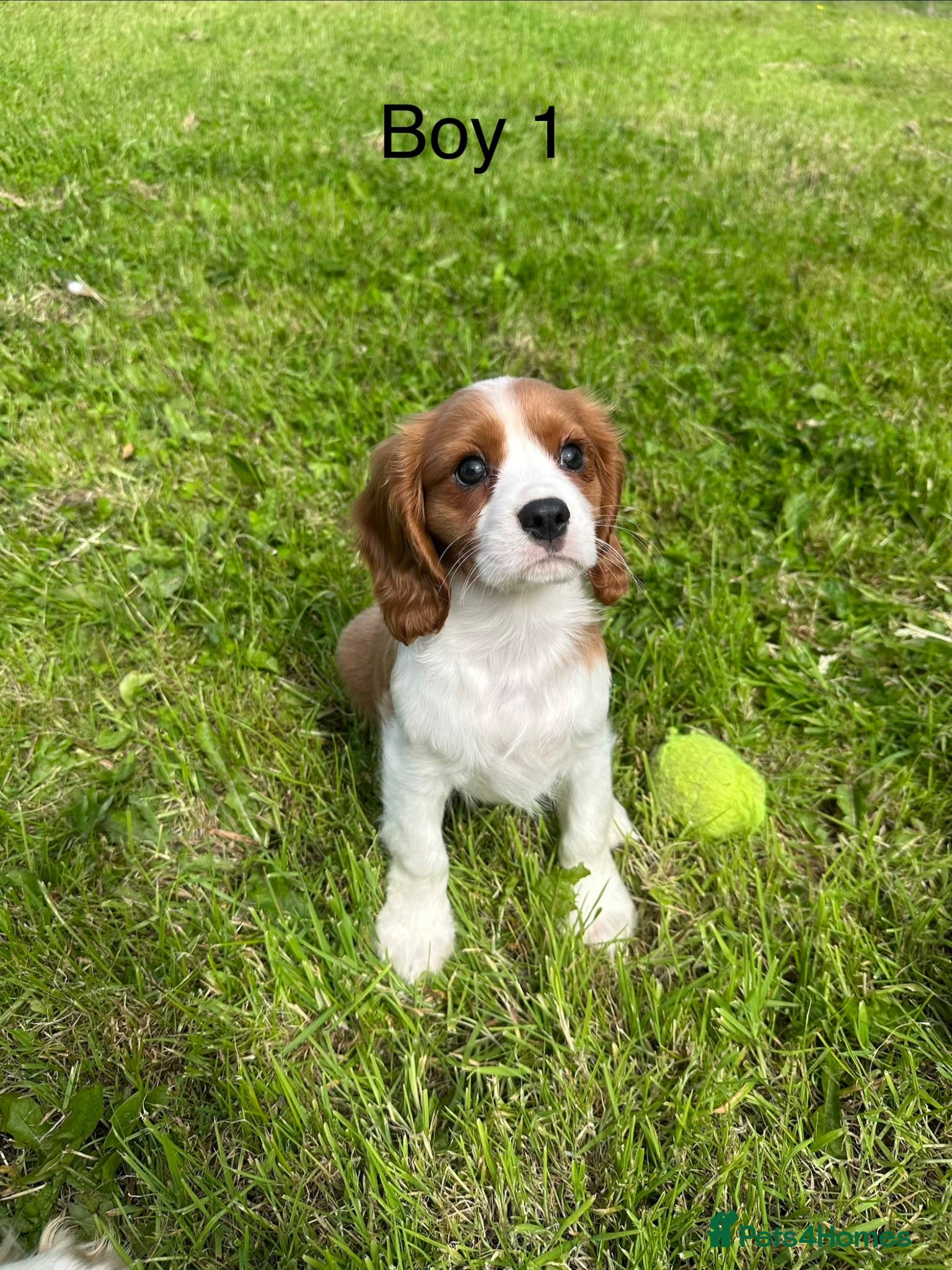 Cavalier King Charles Spaniel dogs Beautiful Cavalier King Charles Spaniel puppies - Advert 2