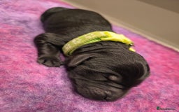 Labradoodle dogs for sale: Australian Labradoodle Puppies - Image 7