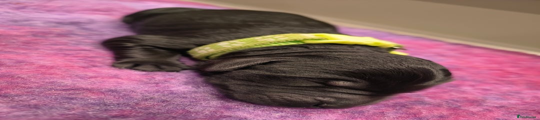 Padget (Lime Collar)