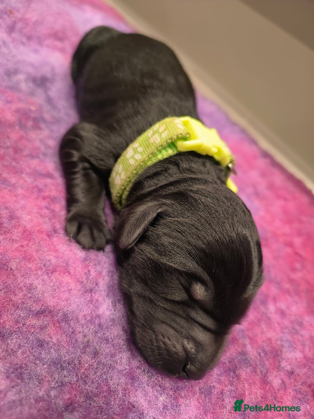 Labradoodle dogs for sale: Australian Labradoodle Puppies - Image 7