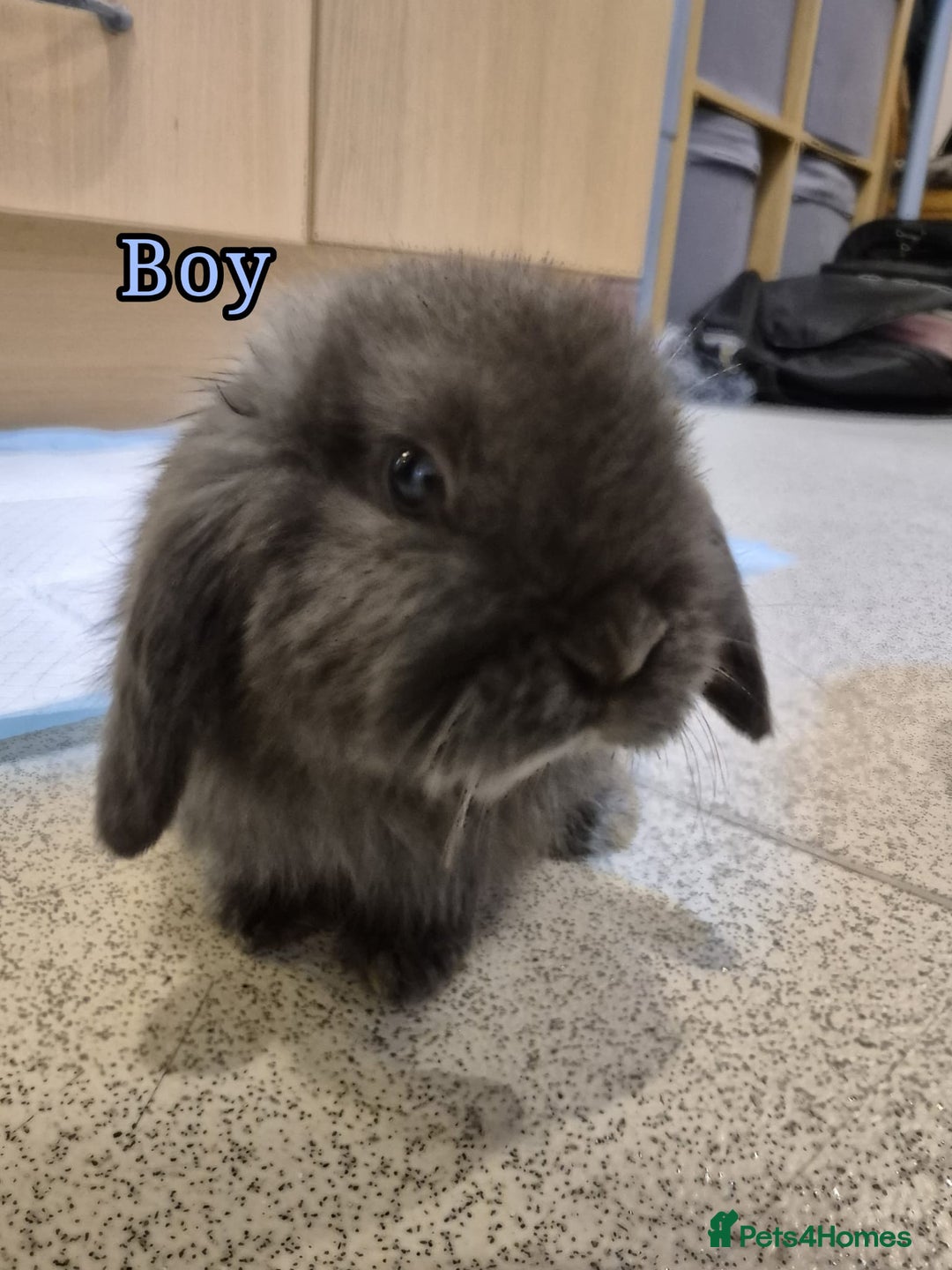Mini Lop rabbits for sale: Mini Lop rabbits - Advert 4