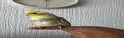 Cockatiels birds for sale: Hand tame cockatiels  in Dunstable - Advert 1