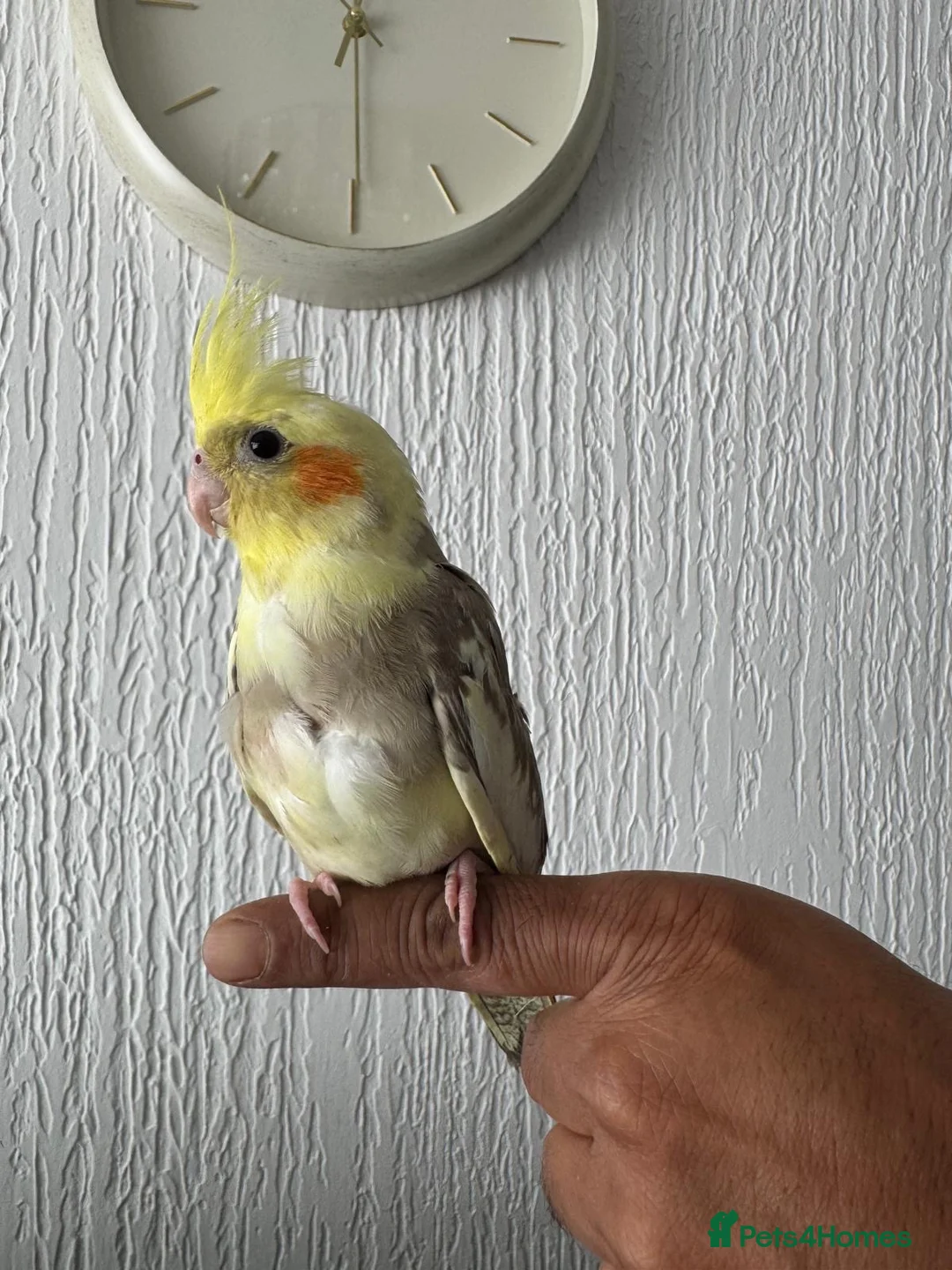 Cockatiels birds for sale: Hand tame cockatiels  in Dunstable - Advert 1