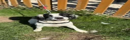 English Springer Spaniel dogs for adoption: Sunny - Advert 6