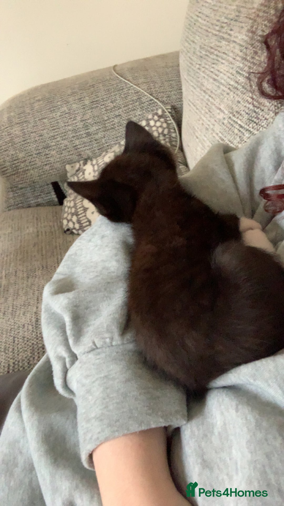 British Longhair cats for sale: Kittens for sale!! in Highbridge - Image 27