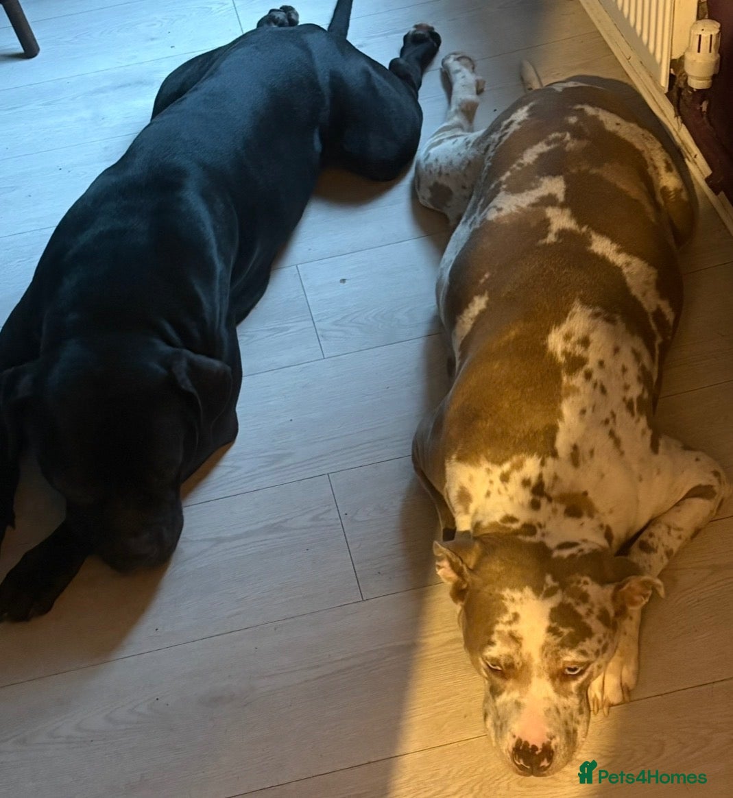 Mastiff dogs for sale: mastiff hybrid  - Advert 17
