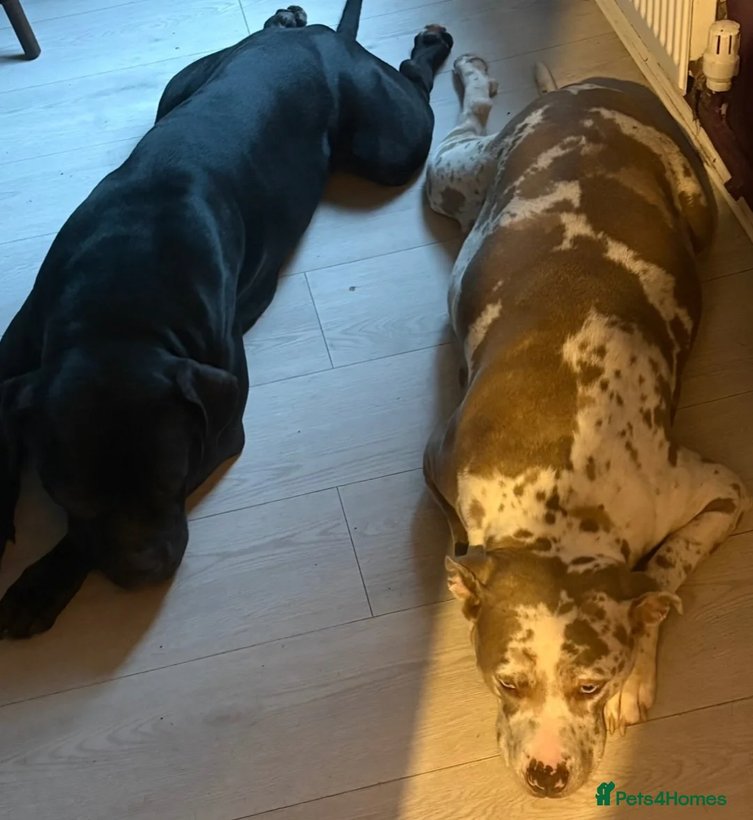 Mastiff dogs for sale: mastiff hybrid  - Advert 1