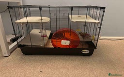 Hamster rodents for sale: Friendly Siberian Hamster with Large Cage Setup  - Image 3
