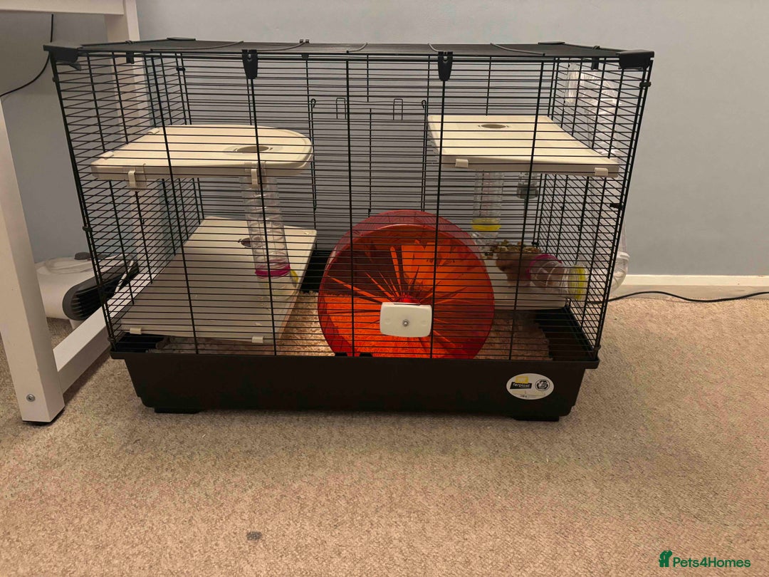 Hamster rodents for sale: Friendly Siberian Hamster with Large Cage Setup  - Image 3