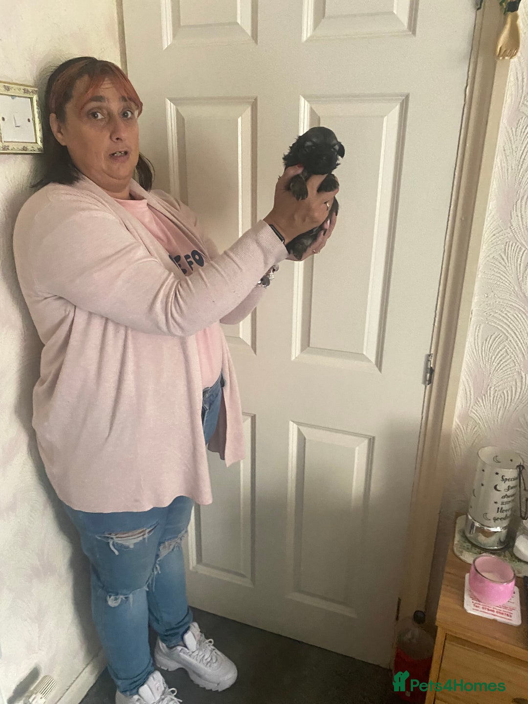 Shih Tzu dogs for sale: Puppy for sale  - Image 5