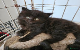 Maine Coon cats for sale: Beautiful black fluffy part maincoon kittens - Image 4