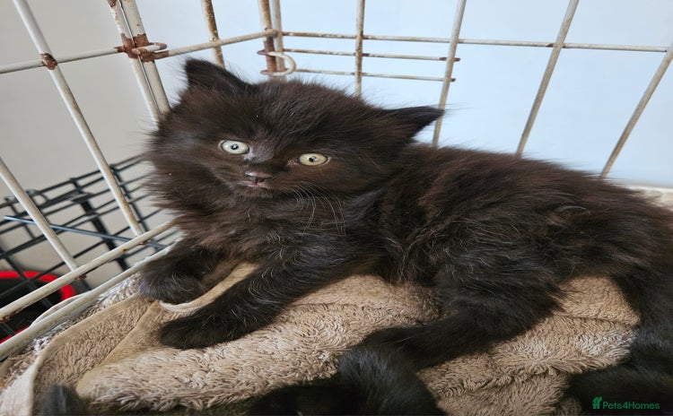 Maine Coon cats - Advert 15