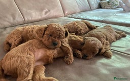 Cavapoo dogs for sale: Premium F1B Toy Red Cavapoo - 2 LEFT - Image 9