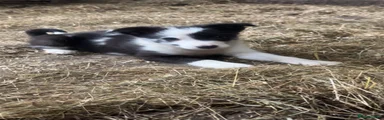 Border Collie 2
