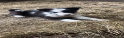 Border Collie dogs for sale: Border Collie puppies  in Keighley - Advert 1