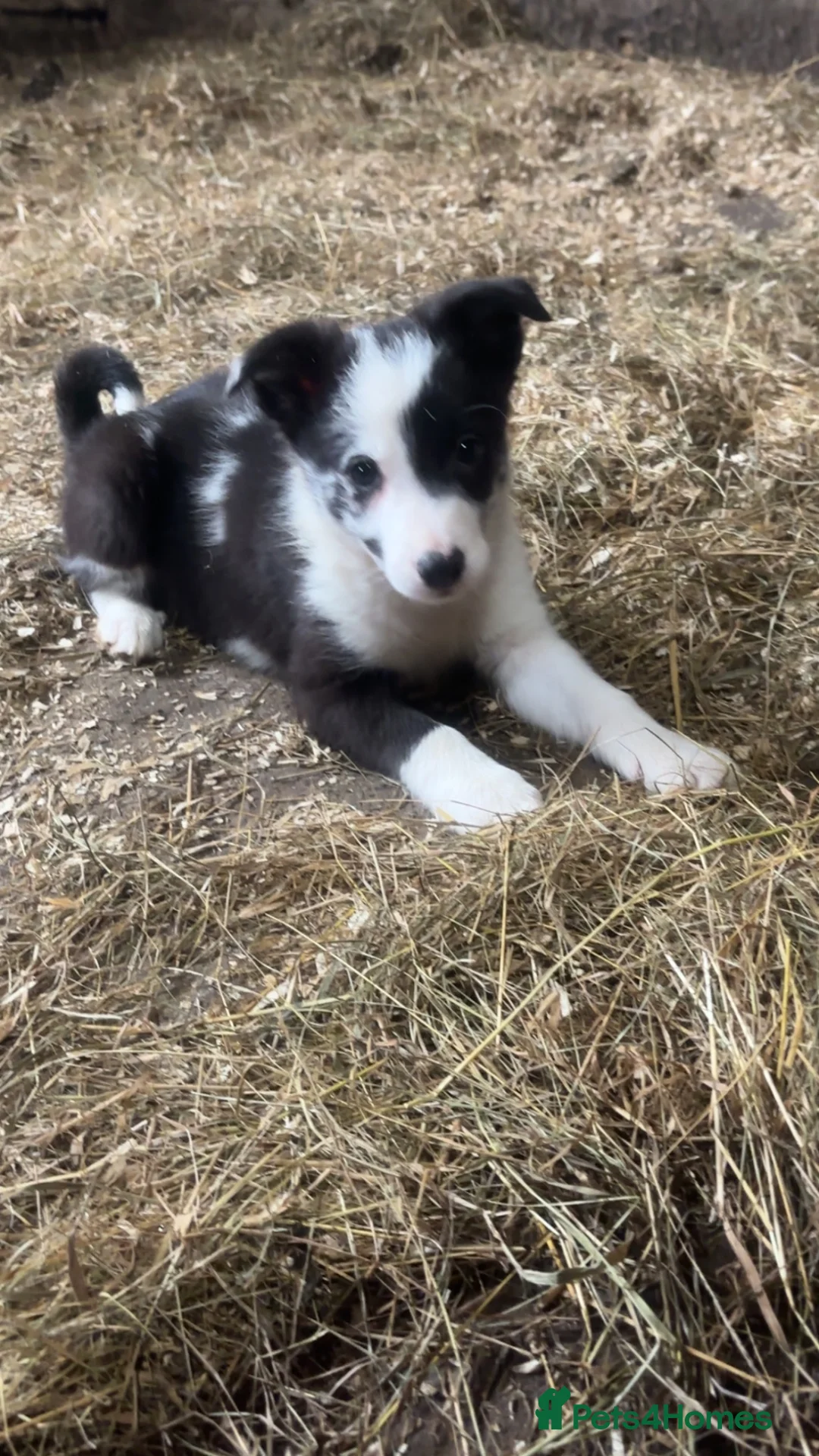 Border Collie dogs for sale: Border Collie puppies  in Keighley - Advert 1