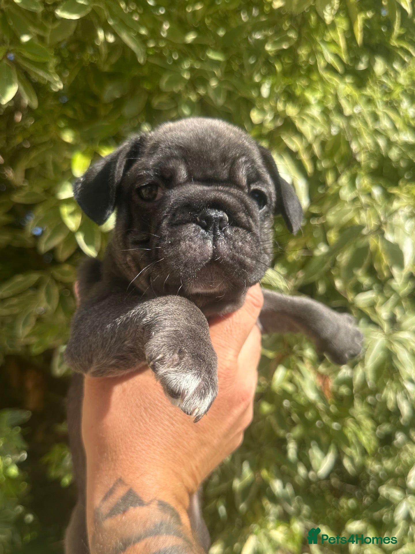 Pug dogs Last Pup from our Prestige Fluffy Pug puppies - Advert 5
