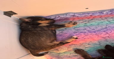 Mixed Breed dogs - Advert 7
