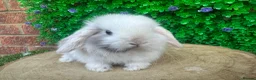 Mini Lop rabbits for sale: Stunning purebred mini lop bucks ready to reserve - Advert 9