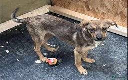 Mixed Breed dogs for adoption: Meet Rossie, currently residing in Essex  - Image 4