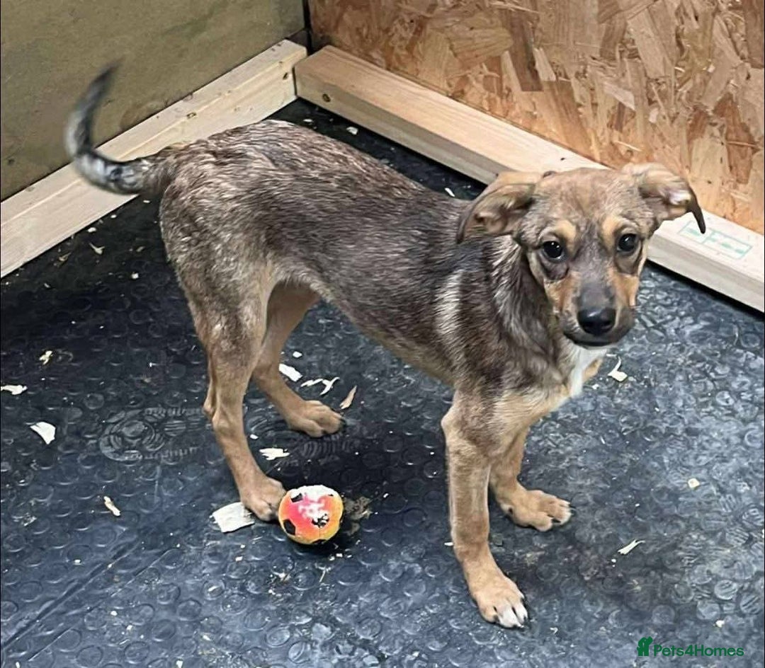 Mixed Breed dogs for adoption: Meet Rossie, currently residing in Essex  - Image 4
