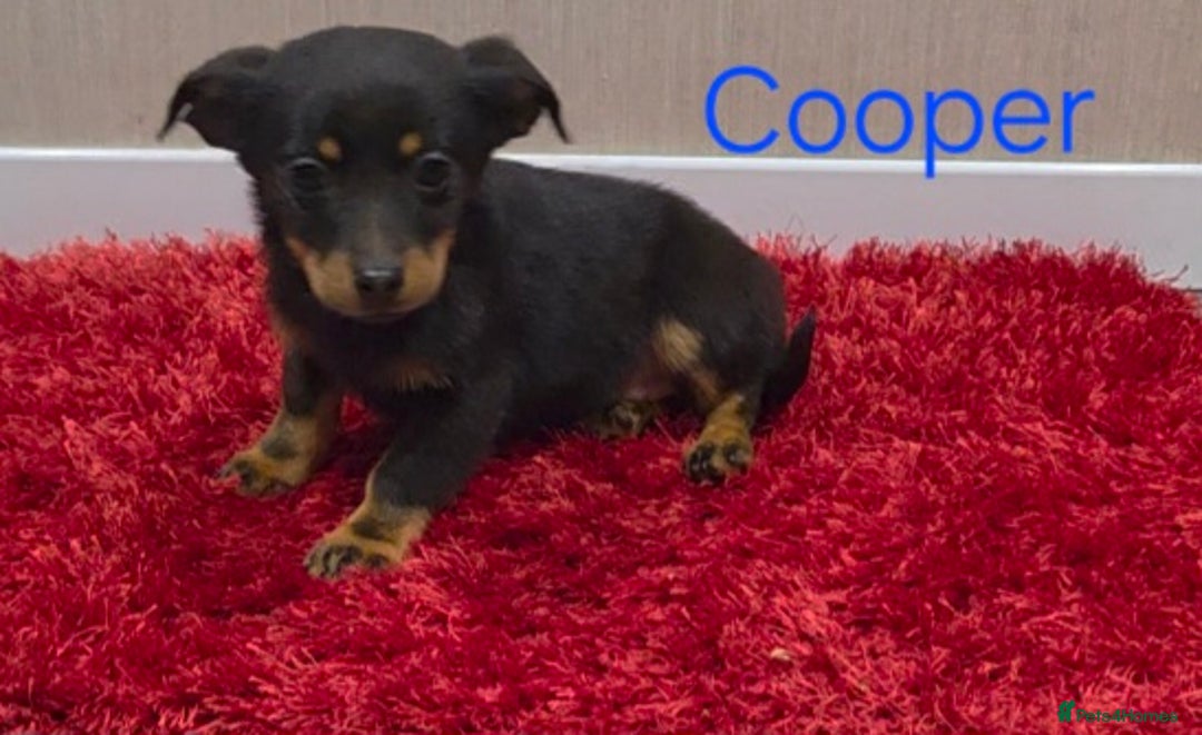 Mixed Breed dogs for sale: Jackshund - Advert 1