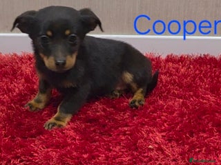 Mixed Breed dogs Jackshund - Advert 1