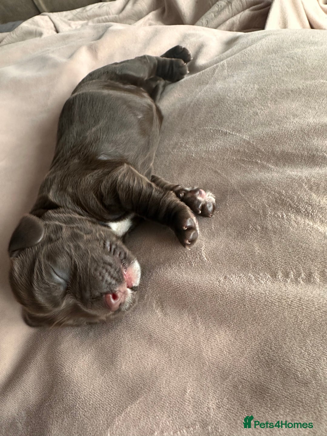 Cockapoo dogs for sale: Beautiful Cockerpoo puppies - Image 27