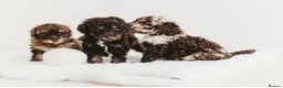 Miniature Poodle dogs for stud: 🐩 OZZIE–CHOCOLATE MERLE MINIATURE POODLE STUD 🐩 - Advert 6