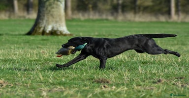 Labrador Retriever dogs - Advert 5