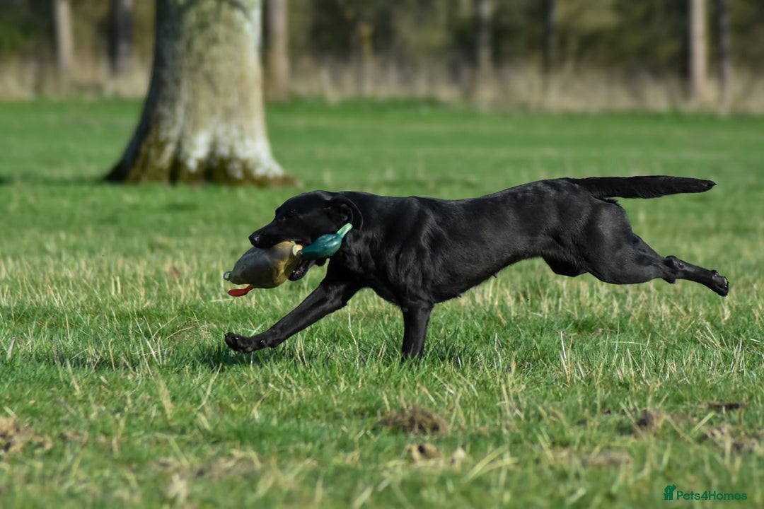 Labrador Retriever dogs for sale: HEALTH TESTED CHAMPIONSHIP PEDIGREE BLACK LABRADOR - Image 2