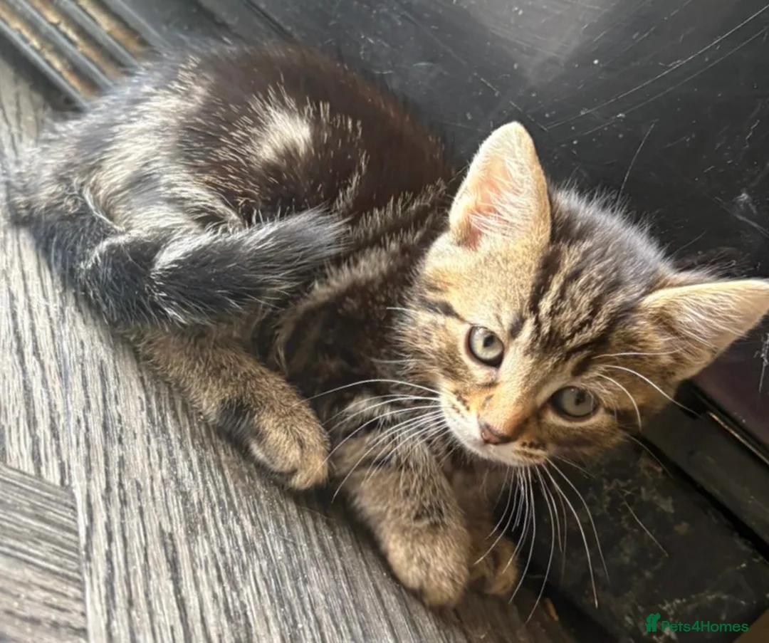 Mixed Breed cats for sale: 4, 8 week old kittens  - Advert 2