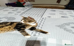 Siberian cats for sale: Siberian cross tabby kitten  - Image 2