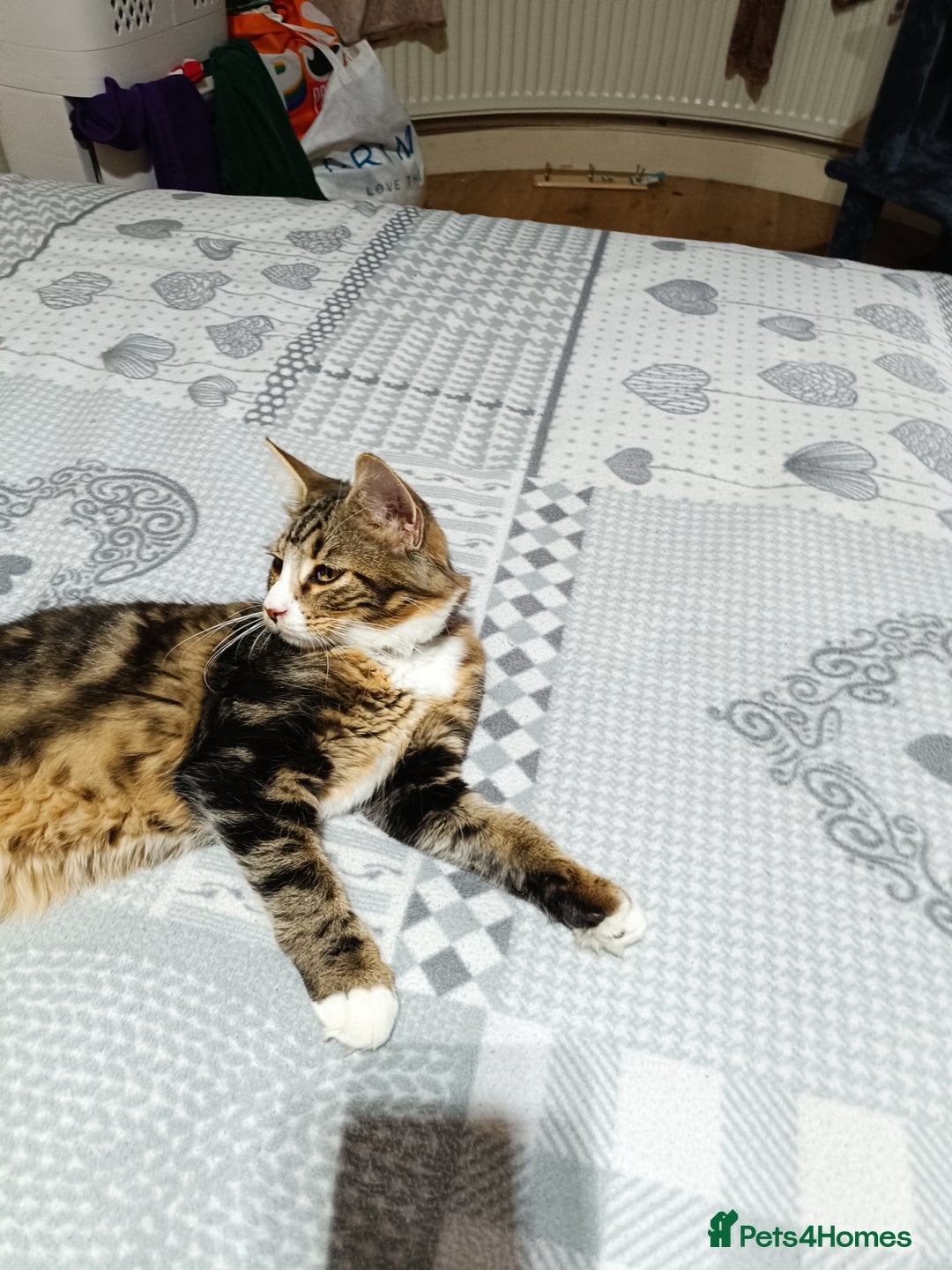 Siberian cats for sale: Siberian cross tabby kitten  - Image 2