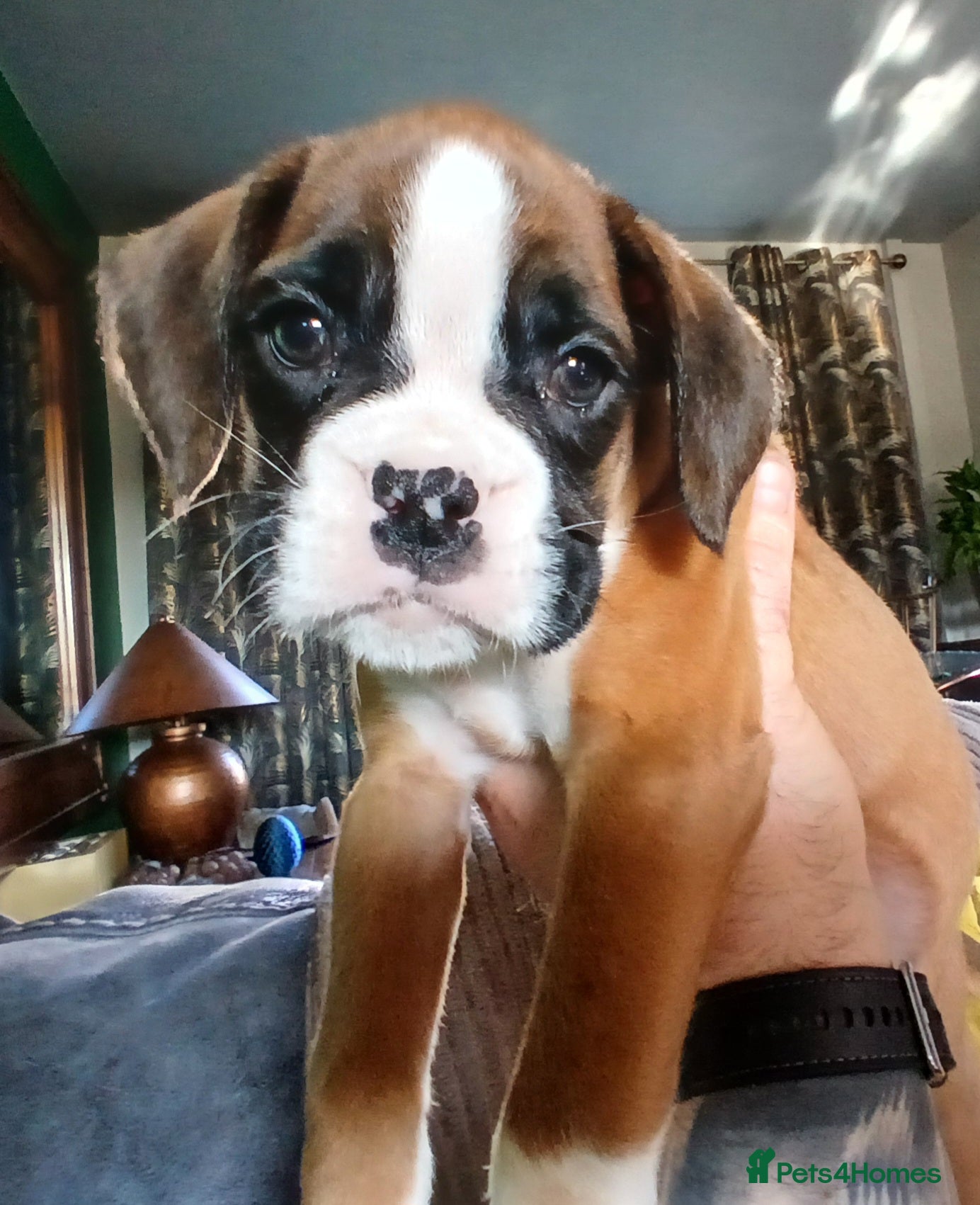 Boxer dogs Kc boxer puppies impeccable show dog blood lines - Advert 8