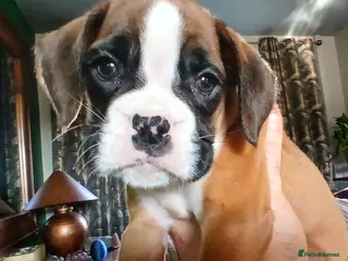 Boxer dogs Kc boxer puppies impeccable show dog blood lines - Advert 8
