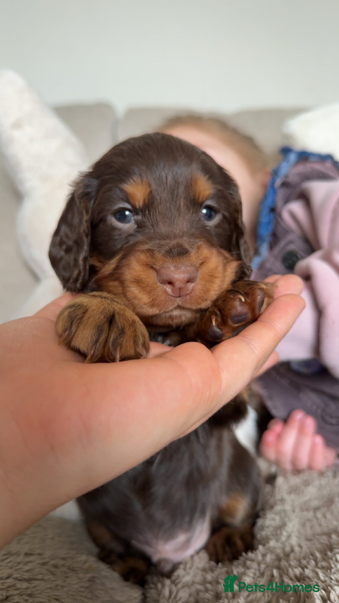 Cocker Spaniel dogs Beautiful chocolate and tan working cockers - Advert 16