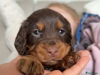 Cocker Spaniel dogs Beautiful chocolate and tan working cockers - Advert 16
