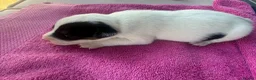 Jack Russell dogs for sale: Parson jack russles 5 boys 2 girls  - Advert 5