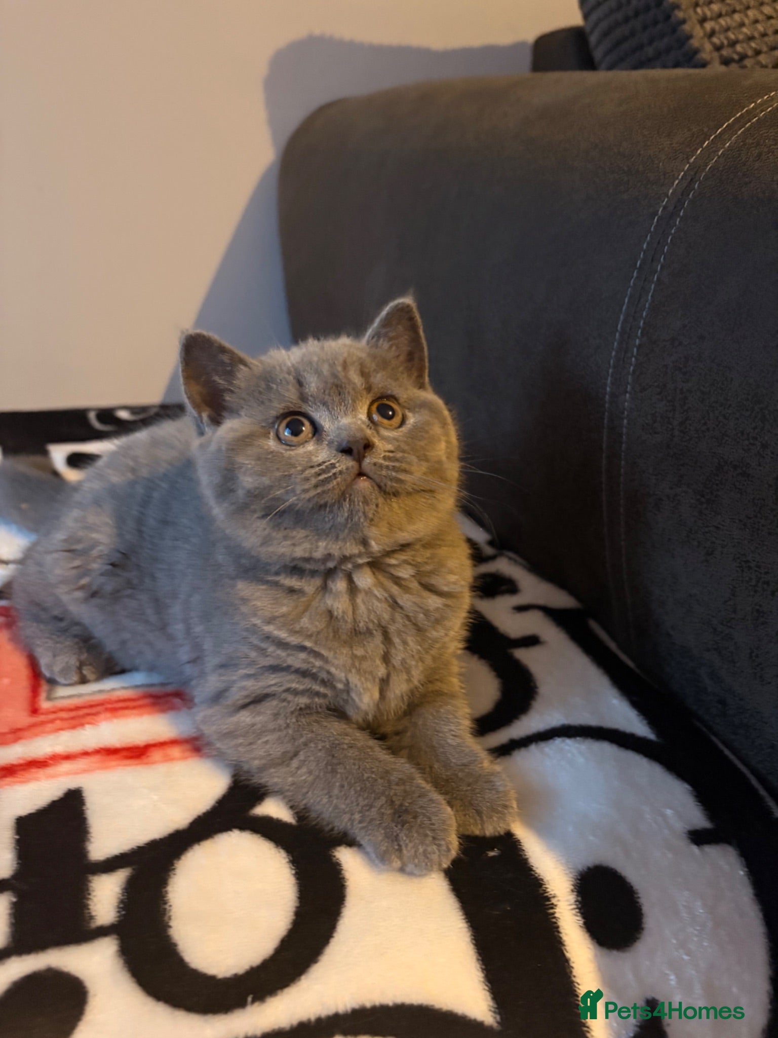 British Shorthair cats 1 GIRL LEFT BEAUTIFUL BRITISH SHORTHAIR🩷 - Advert 2