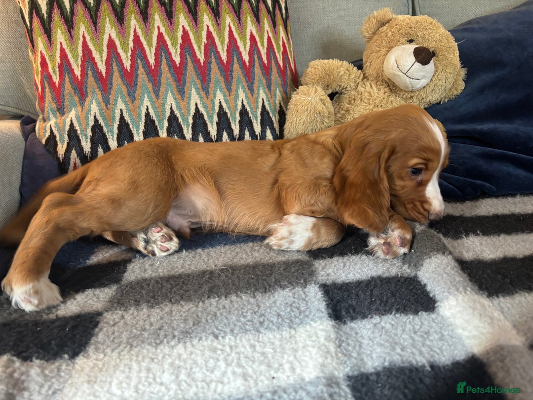 Cocker Spaniel dogs for sale: KC Cocker spaniel pups  - Image 8