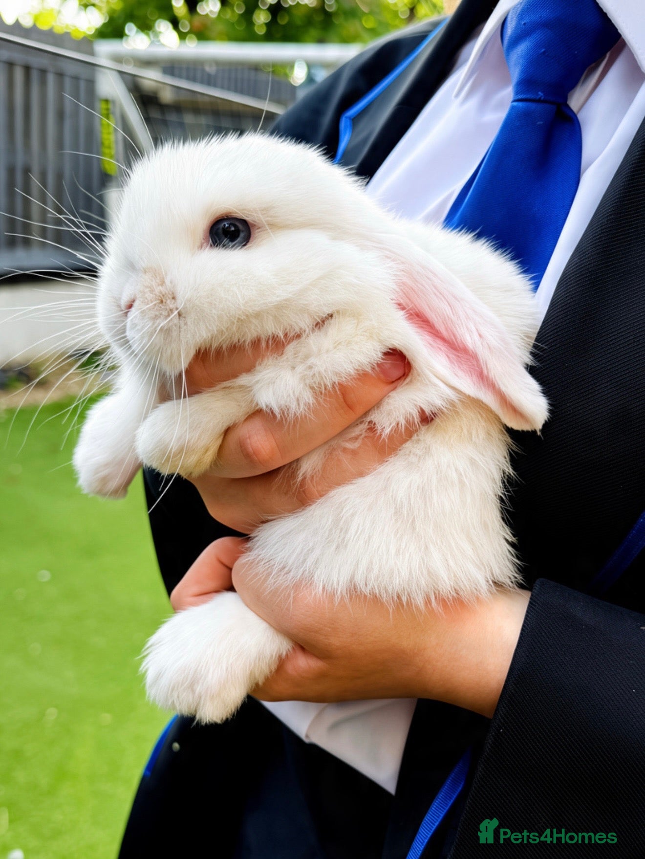 Mini Lop rabbits Mine lop  - Advert 8