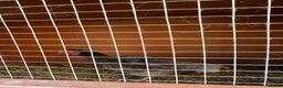 Chickens poultry for sale: Hen ko sharma - Advert 3