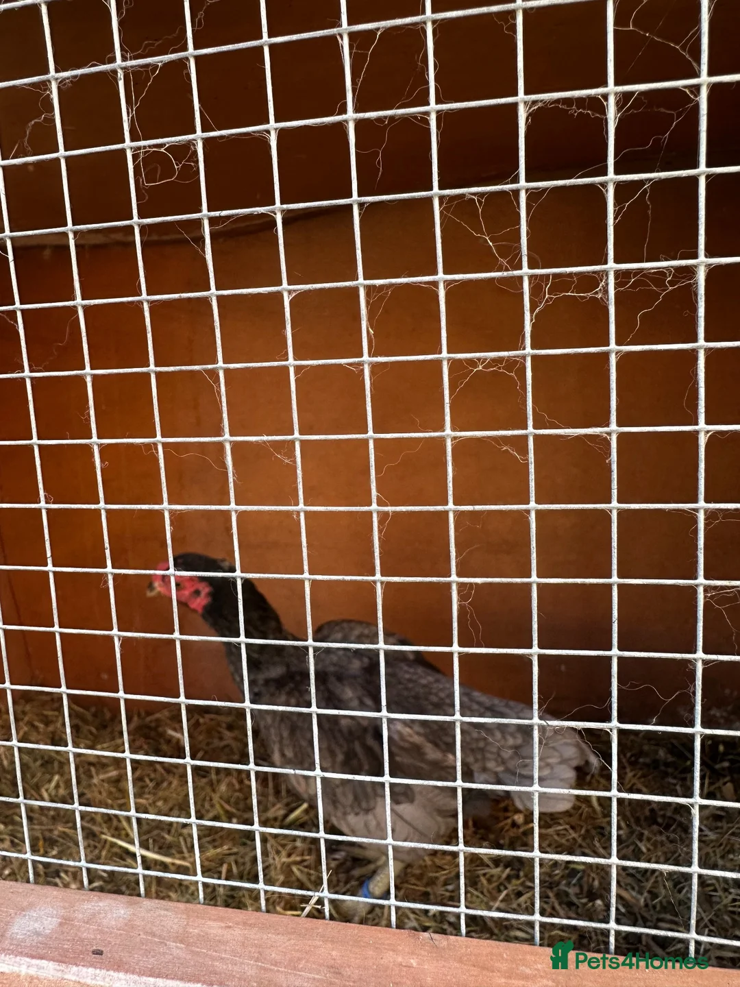Chickens poultry for sale: Hen ko sharma - Advert 3